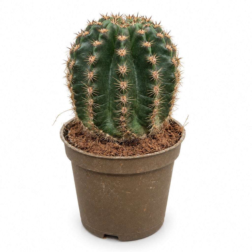 trichocereus grandiflorus, cactus trichocereus grandiflorus