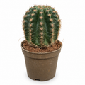 trichocereus grandiflorus, cactus trichocereus grandiflorus