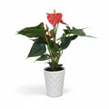 Anthurium flor roja con macetero Duna Blanco