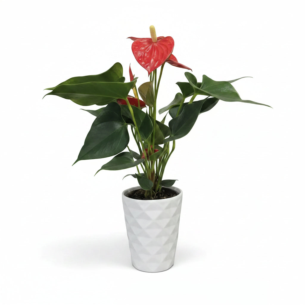 Anthurium flor roja con macetero Duna Blanco