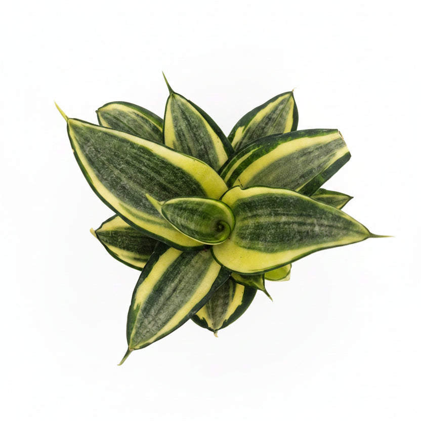 sansevieria gold mini plant