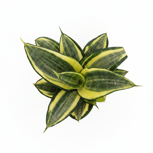 sansevieria gold mini plant