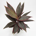 ordyline fruticosa tango