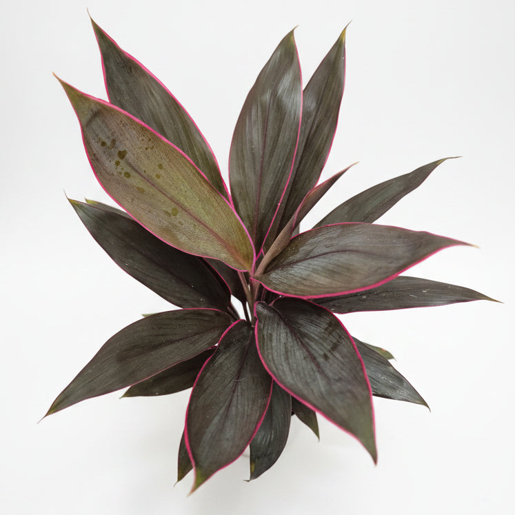 ordyline fruticosa tango