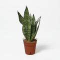 sansevieria-zeylanica