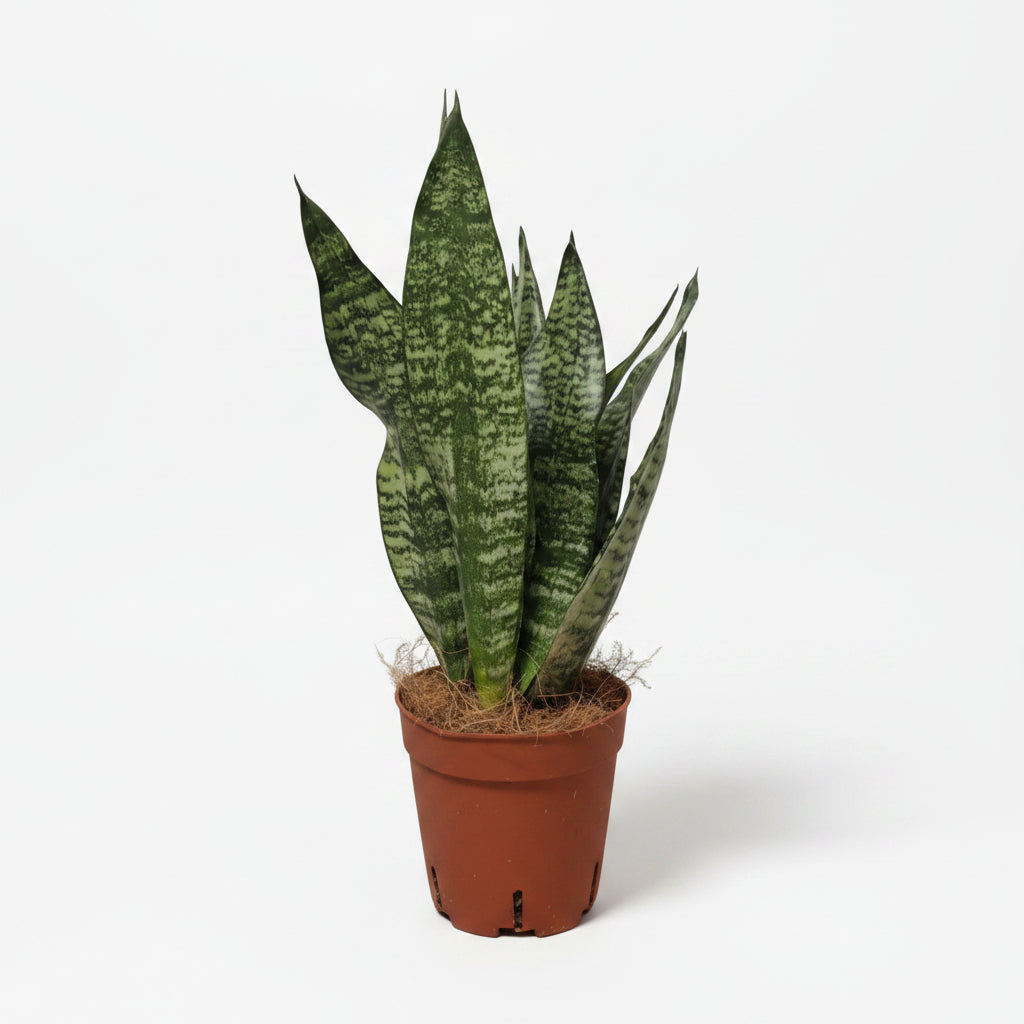 sansevieria-zeylanica