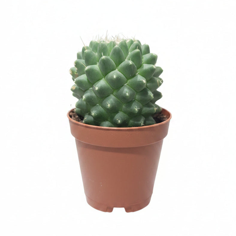 Mammillaria Polythele Toluca