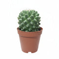 Mammillaria Polythele Toluca