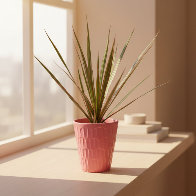Dracaena marginata 'Rose'