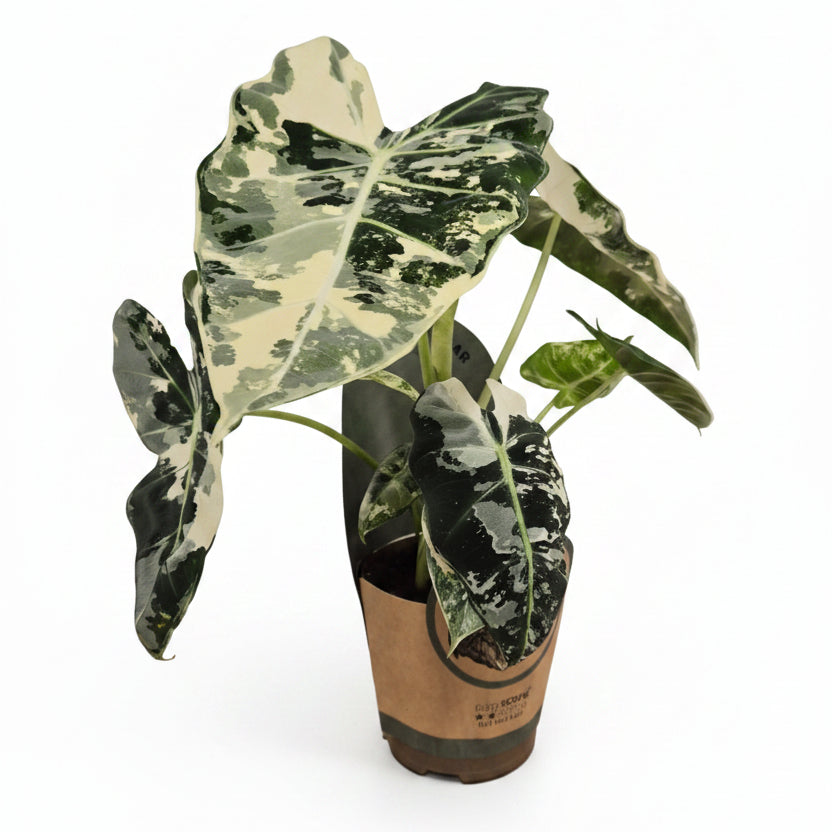 alocasia variegada interior,