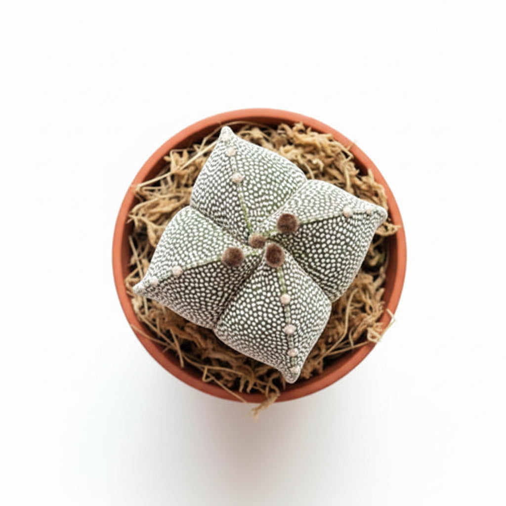 astrophytum quadricostatum