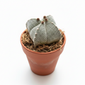 cactus decorativo interior