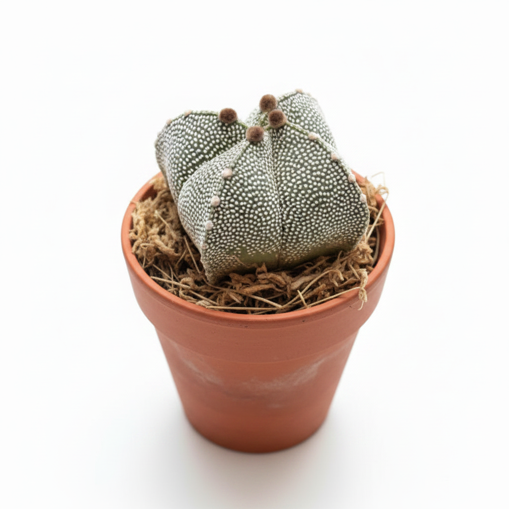 cactus decorativo interior