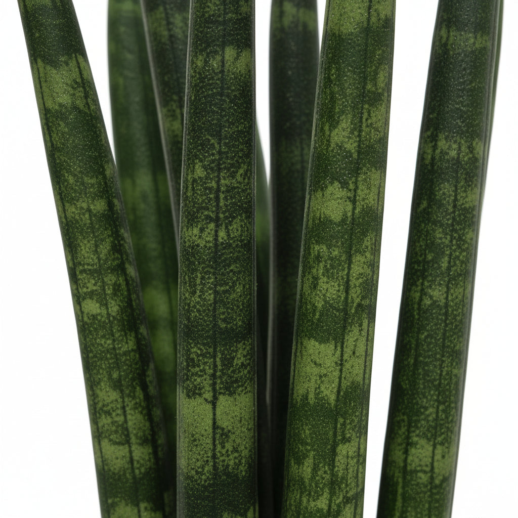 sansevieria cylindrica mini