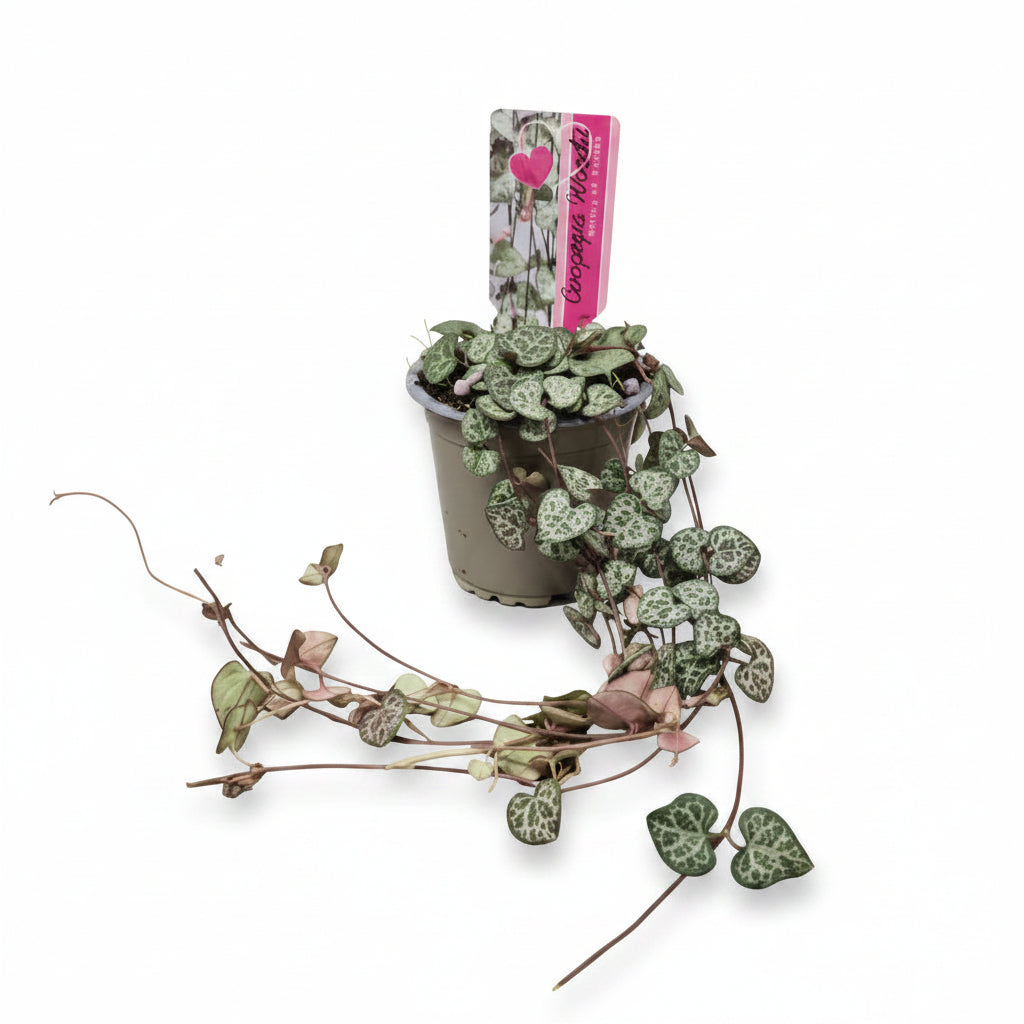 ceropegia-woodii