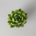 echeveria-agavoides