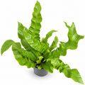 helecho crispy wave, asplenium nidus crispy wave, helecho nido de pájaro crispy wave