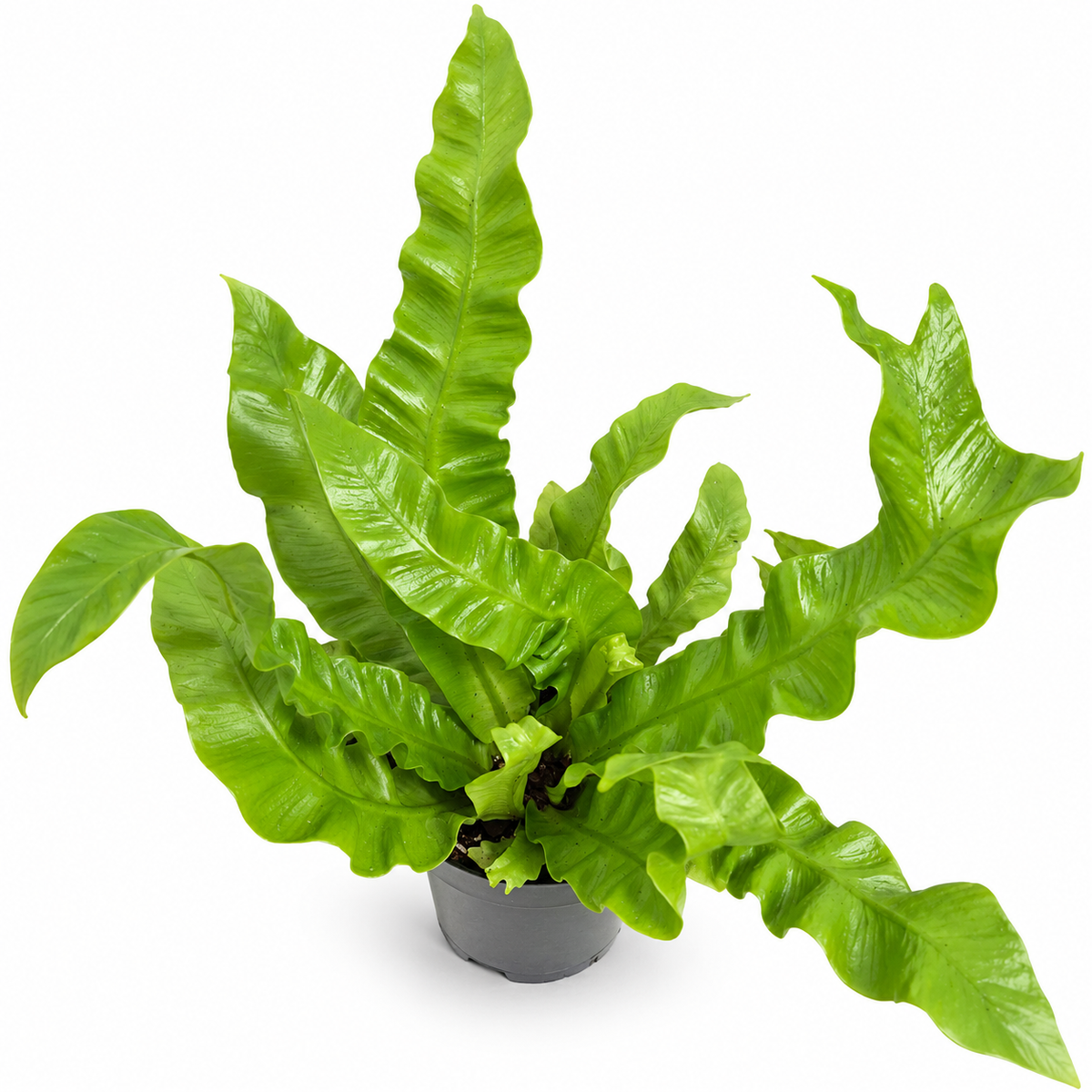 helecho crispy wave, asplenium nidus crispy wave, helecho nido de pájaro crispy wave