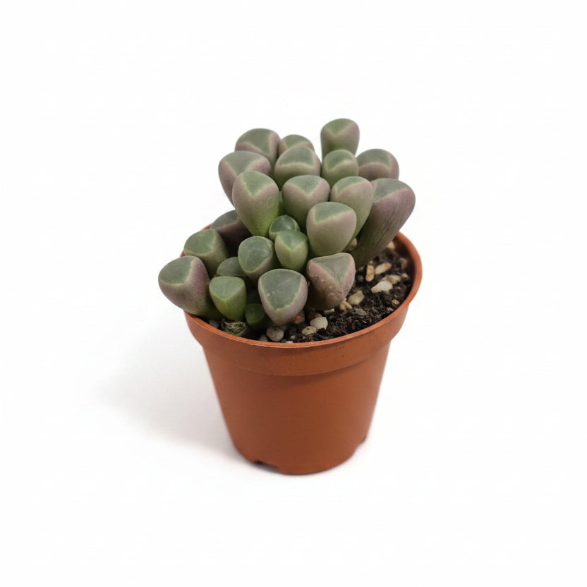 fenestraria aurantiaca