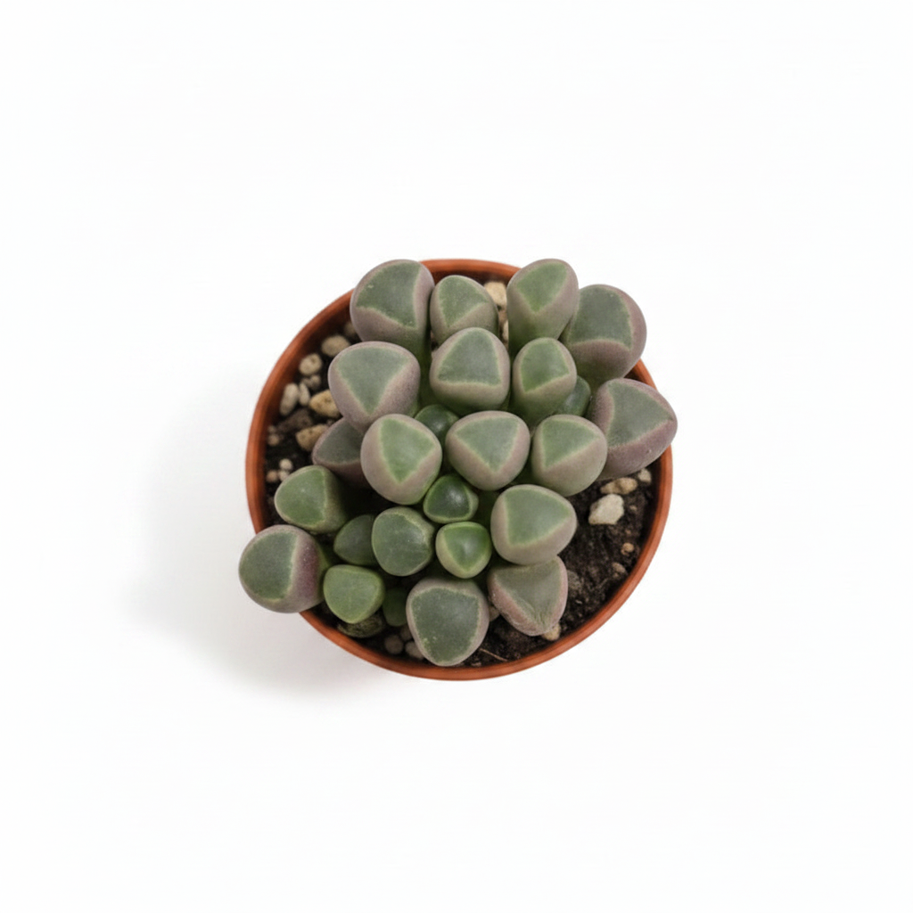 planta bebe suculenta