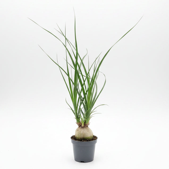 beaucarnea recurvata mini
