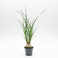 beaucarnea recurvata mini