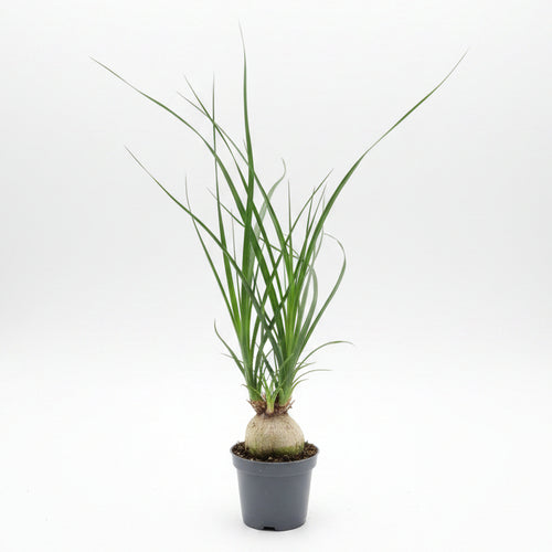 beaucarnea recurvata mini