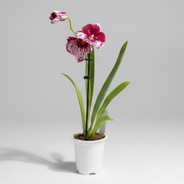 orquidea-miltoniopsis