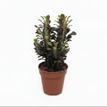 euphorbia trigona rubra