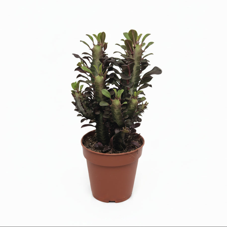 euphorbia trigona rubra