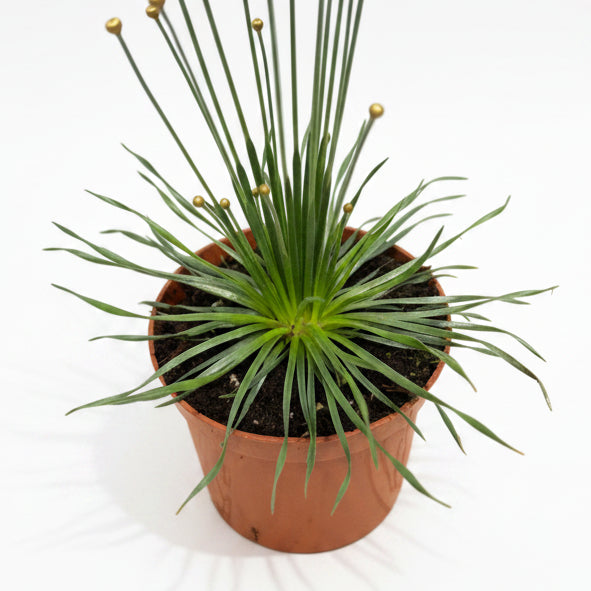 syngonanthus mikado