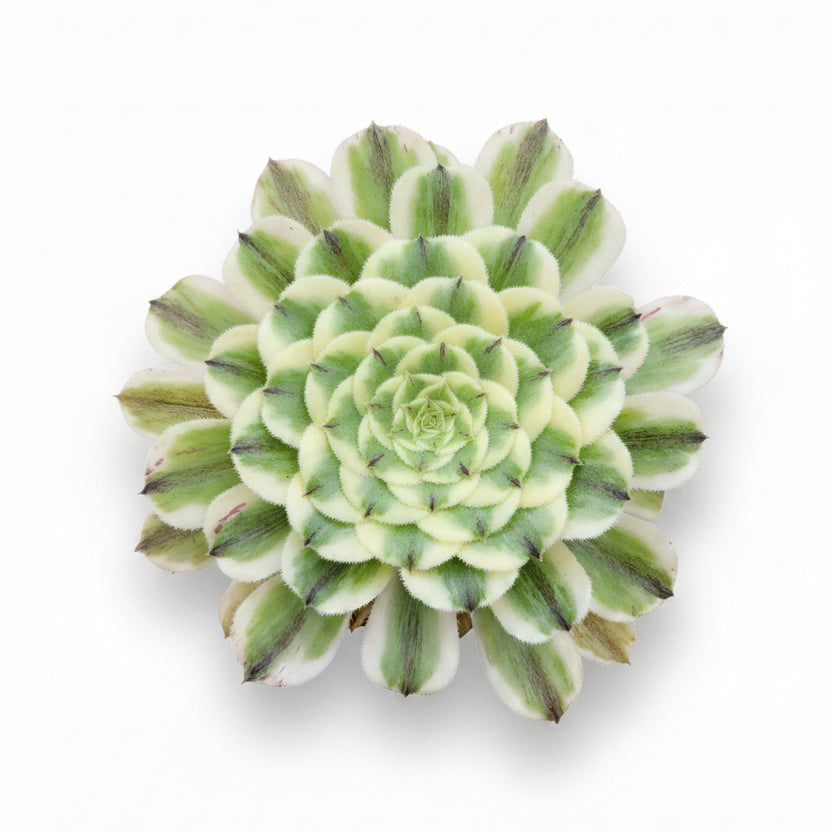 aeonium green wave