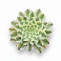 aeonium green wave