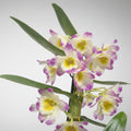 Orchidée Dendrobium Fleur fuchsia jaune