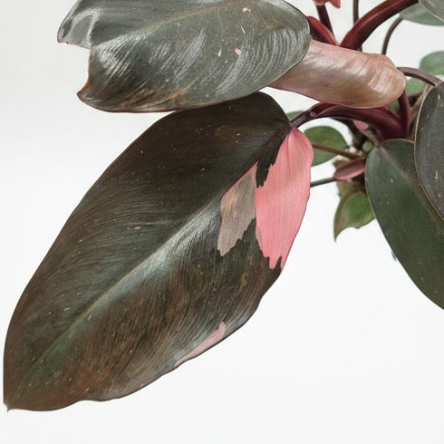 planta tropical variegada