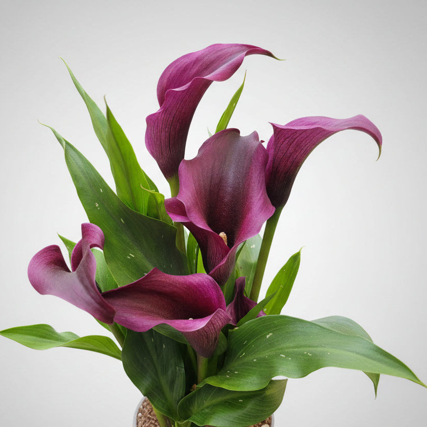 Zantedeschia Calla Viola