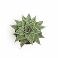 gasteria-blue-moon
