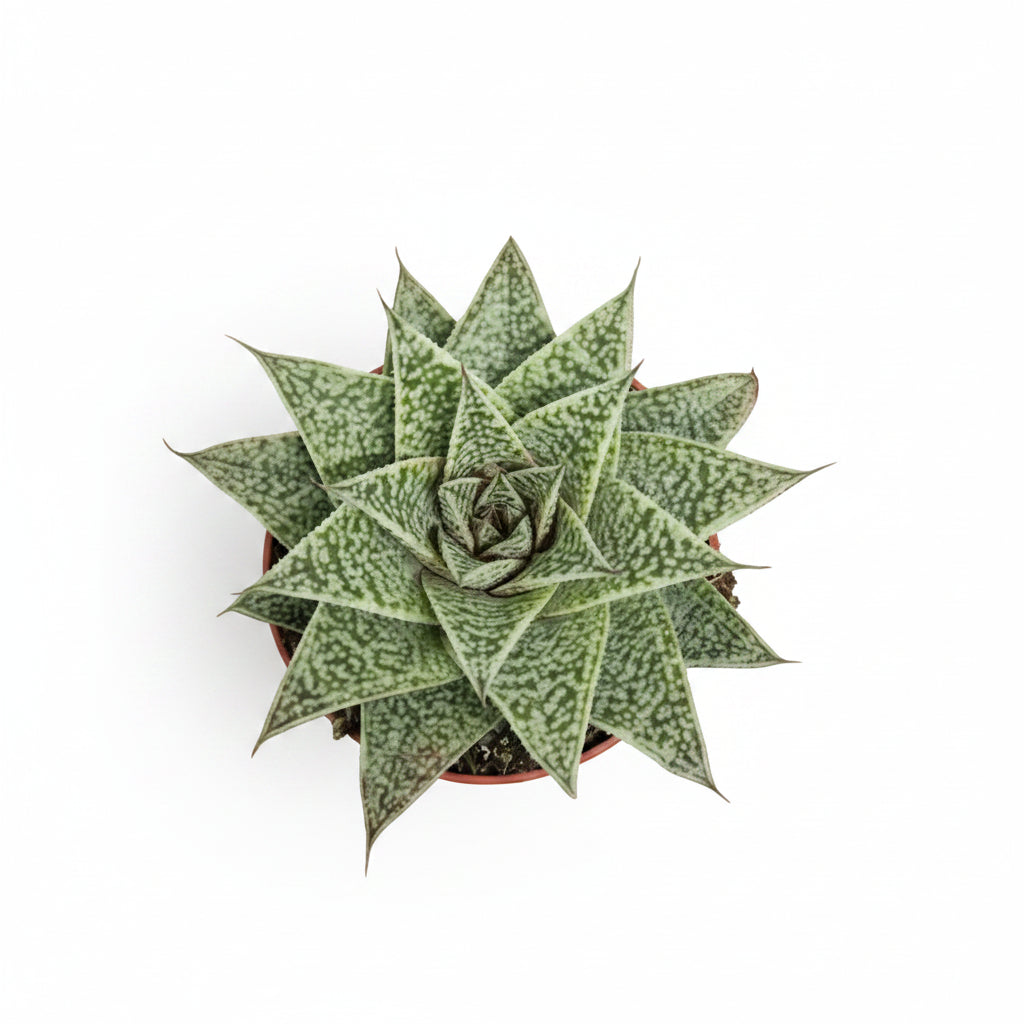 gasteria-blue-moon