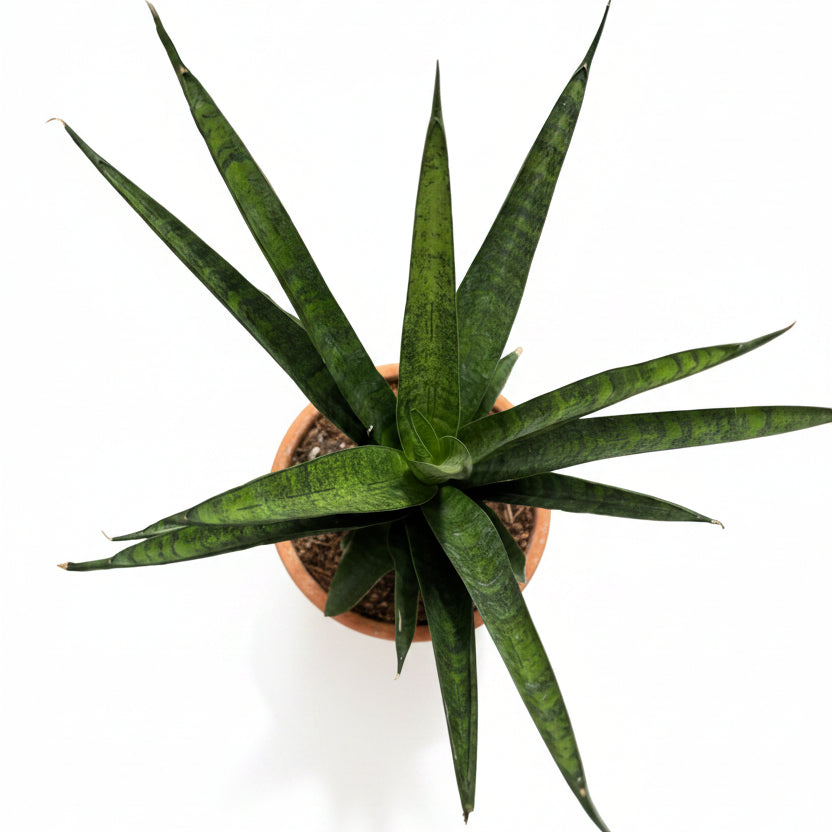 sansevieria francisii