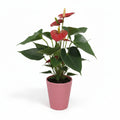 Anthurium flor roja con maceta