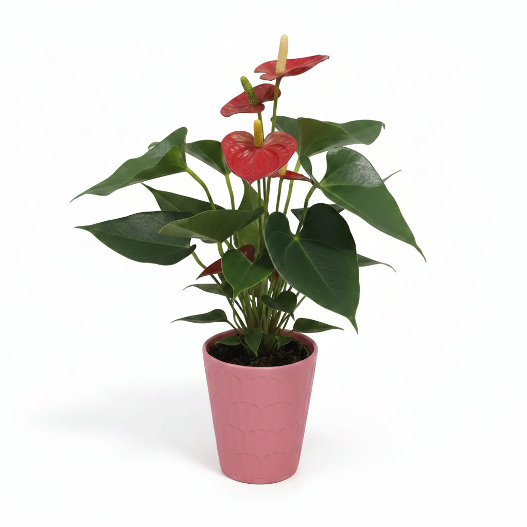 Anthurium flor roja con maceta