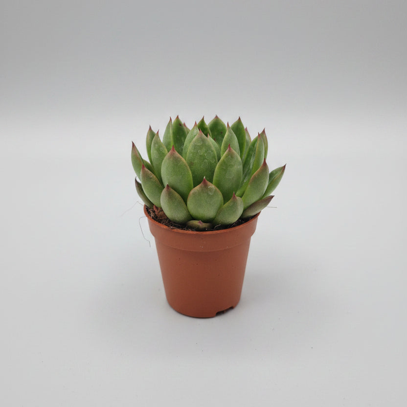 suculenta-roseta