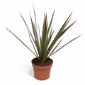 Dracaena marginata 'Rose'