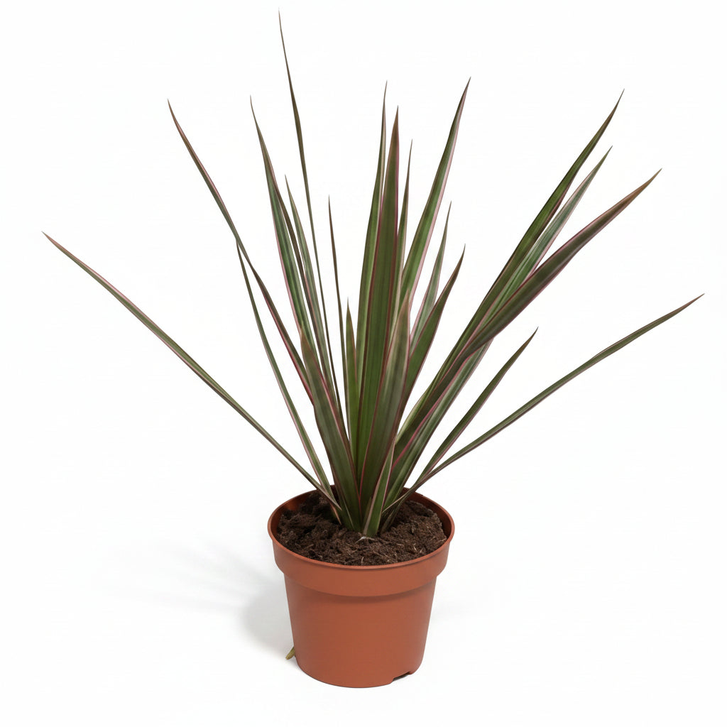 Dracaena marginata 'Rose'