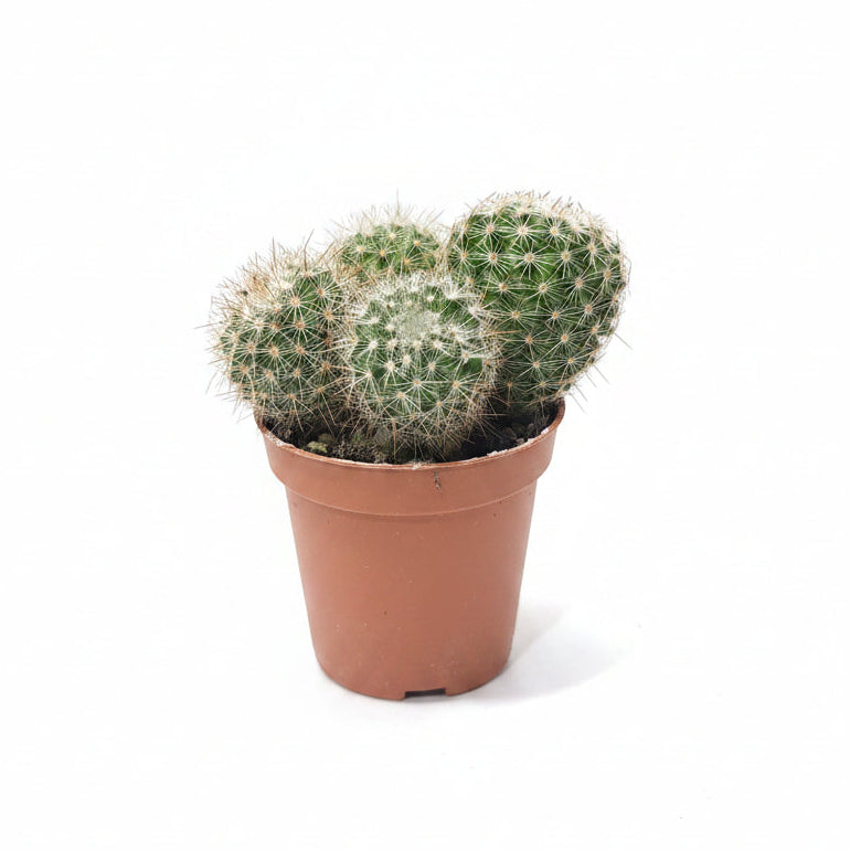 mammillaria pringlei