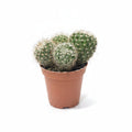 mammillaria pringlei